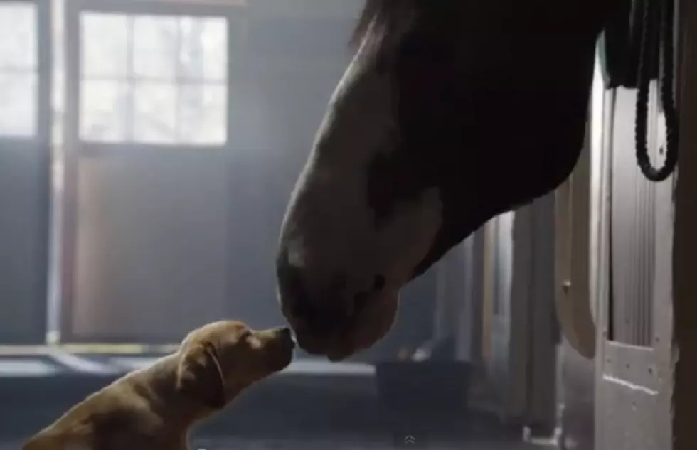 Animal Lovers Will Agree Budweiser Has This Year’s Best Super Bowl Commercial