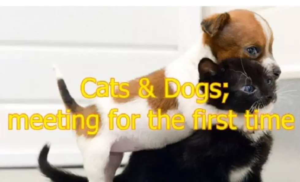 This Video of Dogs Meeting Cats for the First Time Just Broke the Adorable Scale