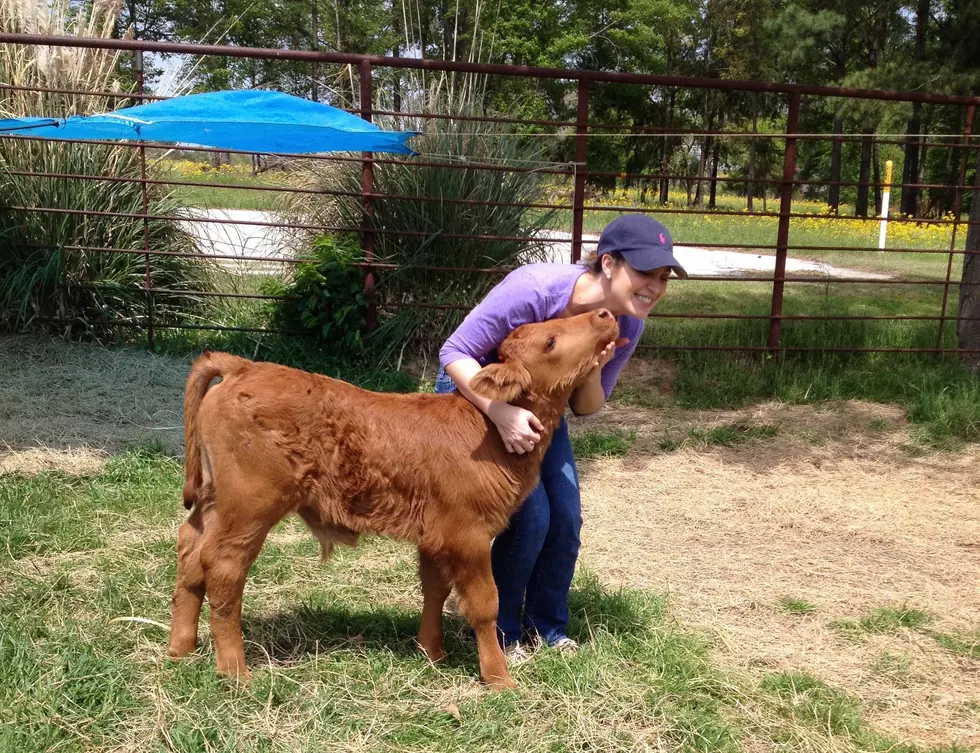 Meet Red Wing the Baby Bull [VIDEO + PHOTOS]