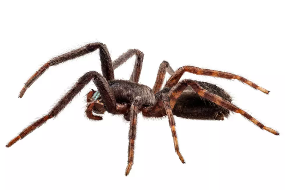 Washington Man Burns Down House Trying to Kill a Spider- Nation Applauds