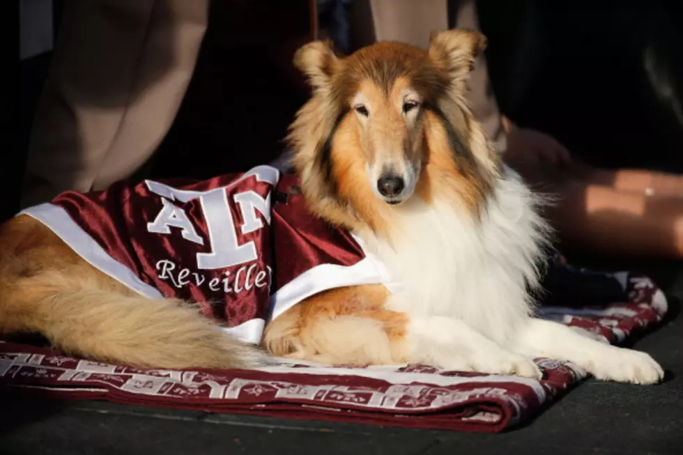 Quick Thinking Cadet Saves Texas A & M Collie Mascot From Runaway Football Player