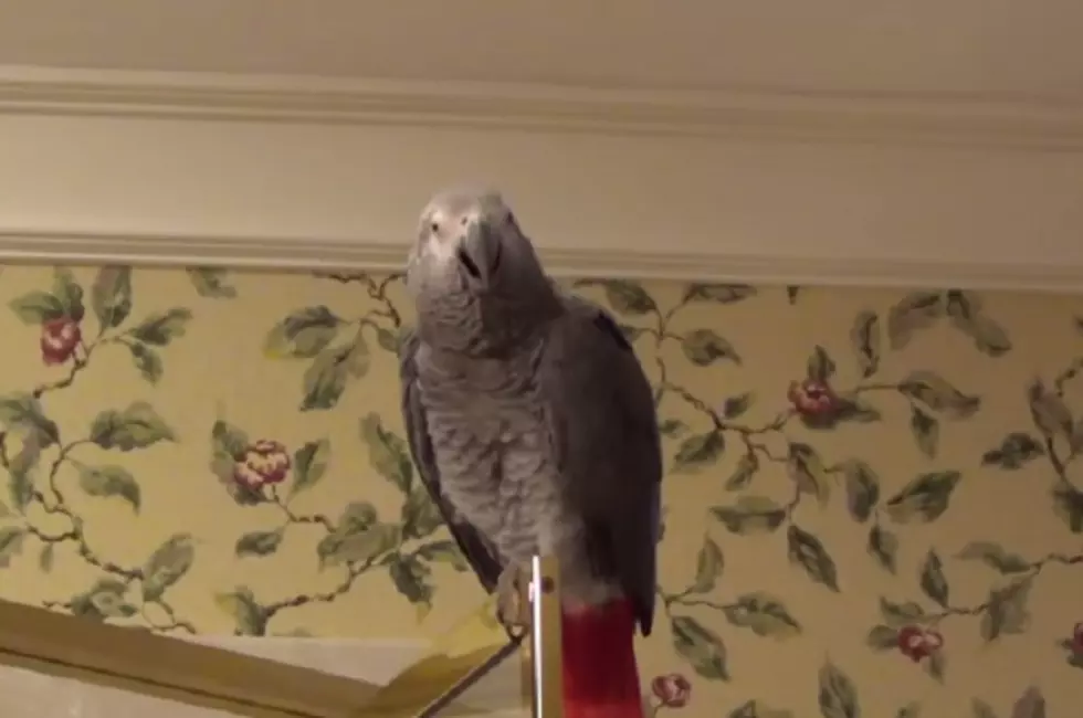 This Talking Parrot is Matthew McConaughey&#8217;s Intellectual Equal