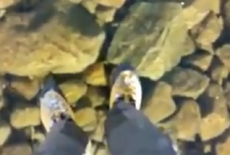 Incredibly Clear Water Leads to Amazing Visual Effect on Frozen Lake