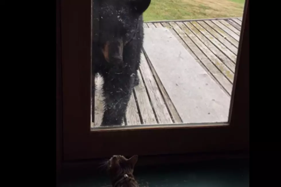 Watch This Cat Scare the Bejeezus Out of a Bear