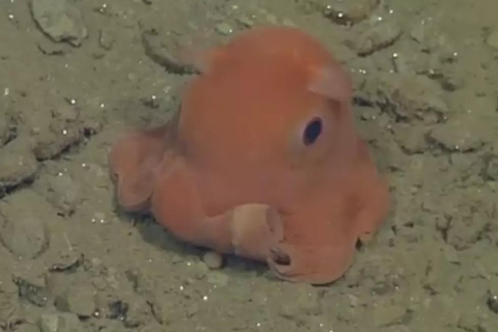 Scientist May Name Cutest Sea Creature Ever Discovered ‘Adorabilis’