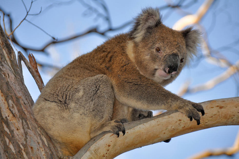 Watch a Koala Chase a Woman on a Four Wheeler [VIDEO]