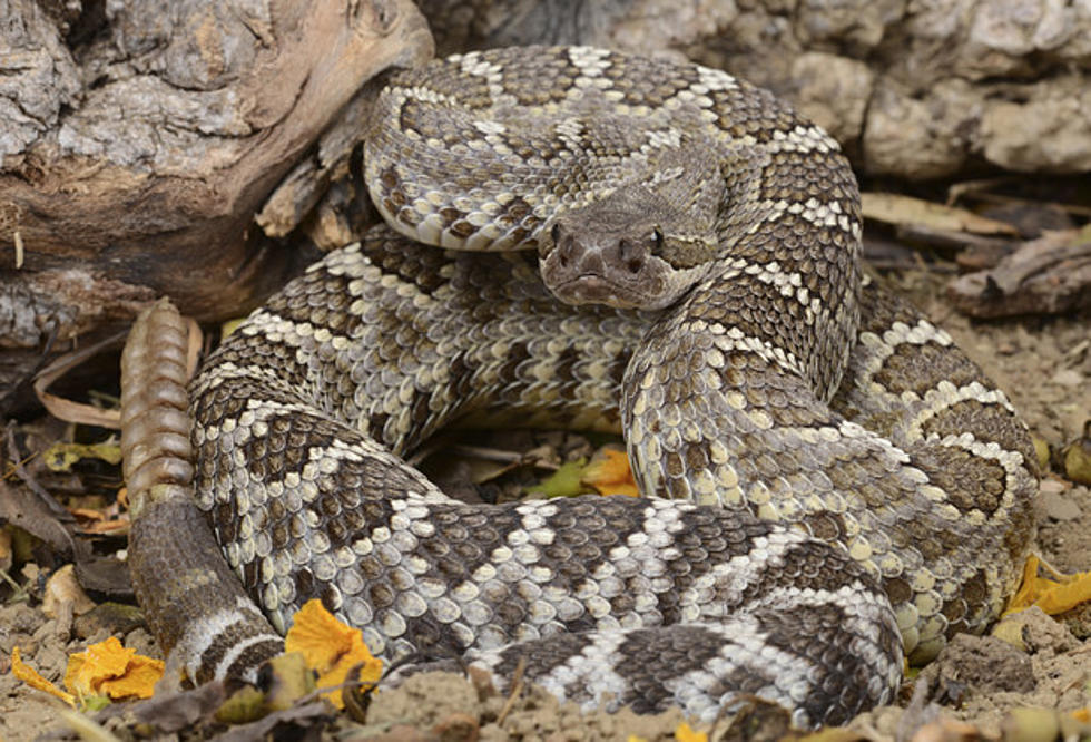 Texas Poison Control Reports 102 Rattlesnake Bites So Far in 2018