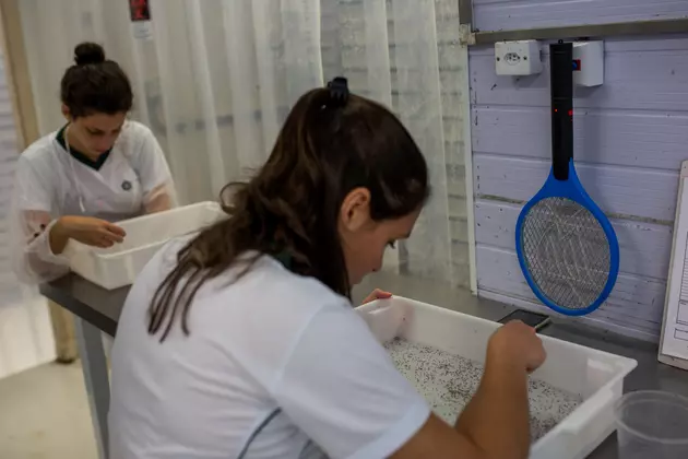 University of Texas, Brazil to Work on Zika Vaccine