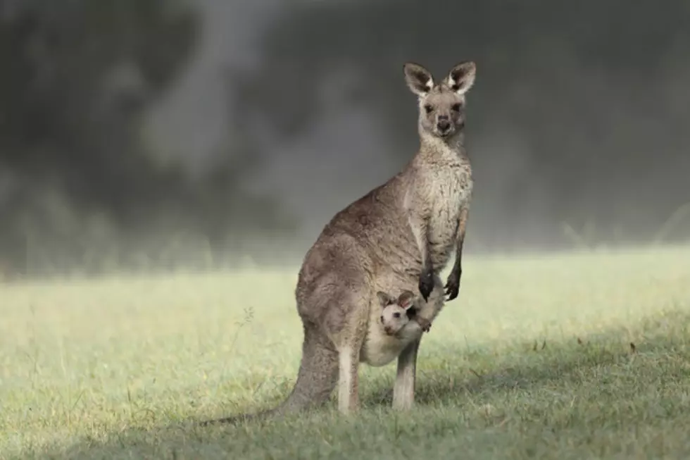 Kangaroo Spotted Loose in Salado [VIDEOS]