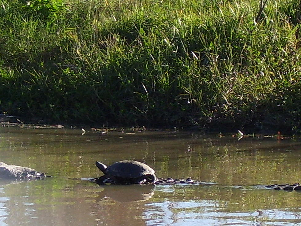 Texas Turtle Surfs on Alligator’s Back