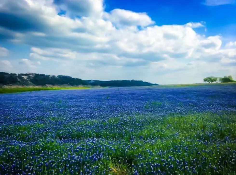 10 Instagrams Showing Springtime is Here in Texas – Hello Bluebonnets