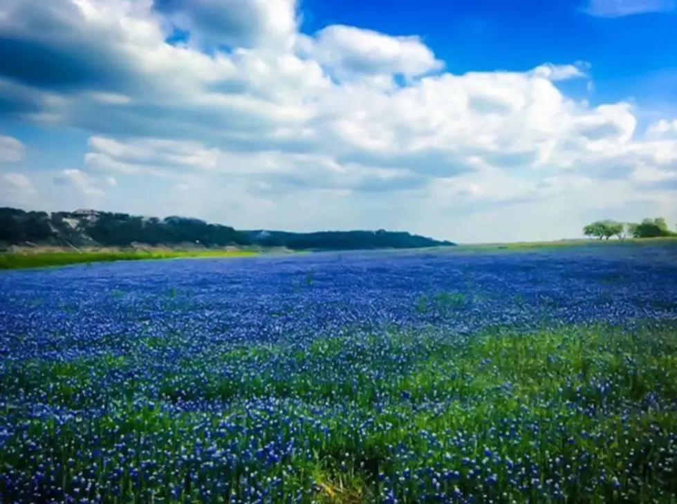 Springtime in Texas