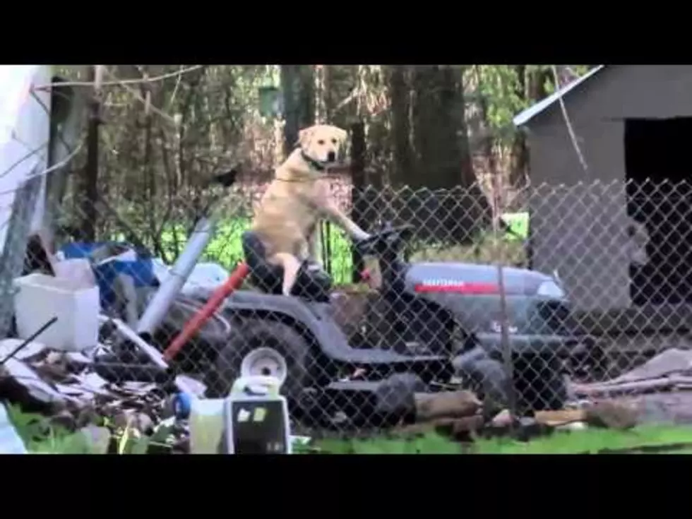 Tornado Report in Texas Highlighted by Dog on Lawnmower