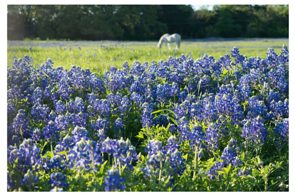 Which of Your Bluebonnets Are Best? [POLL]