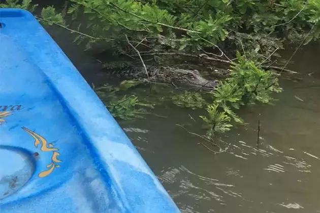Local Kayaker Comes Across Alligator on Guadalupe Riverbank