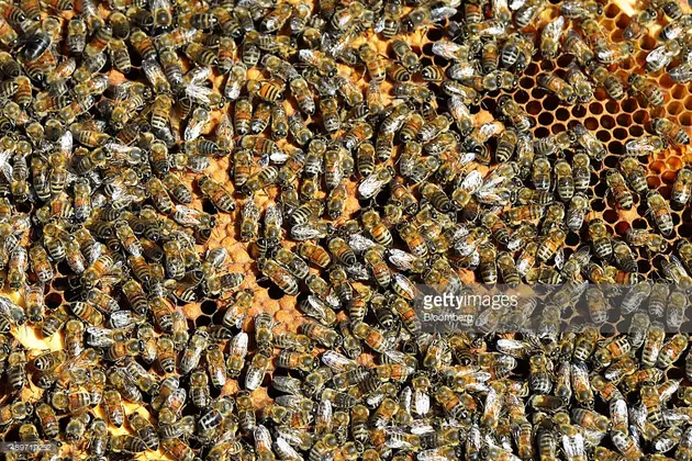 1,000-Bee Swarm Sends Killeen Man To Hospital