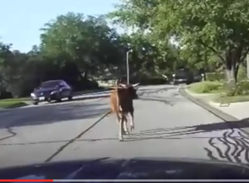 Cops Follow Bull On Four Hour Chase Through Arlington Suburbs