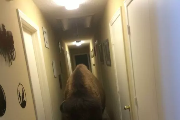 You Will Find a 1,000 Pound Bison on Craigslist Only in Texas