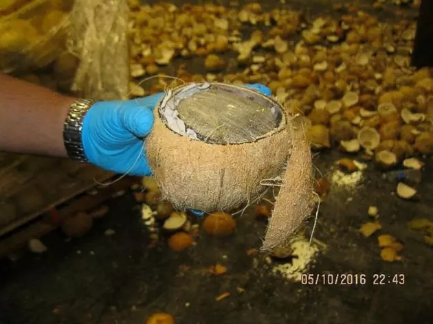 Over 1,400 Pounds Of Marijuana Discovered Inside Coconuts on Texas Border