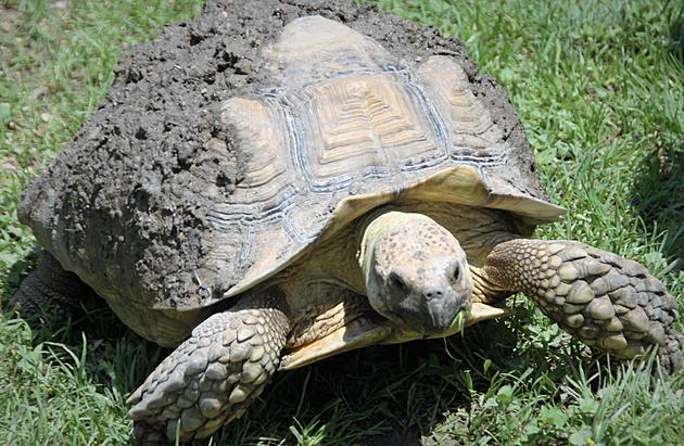 Turtles are Coming Back to Belton