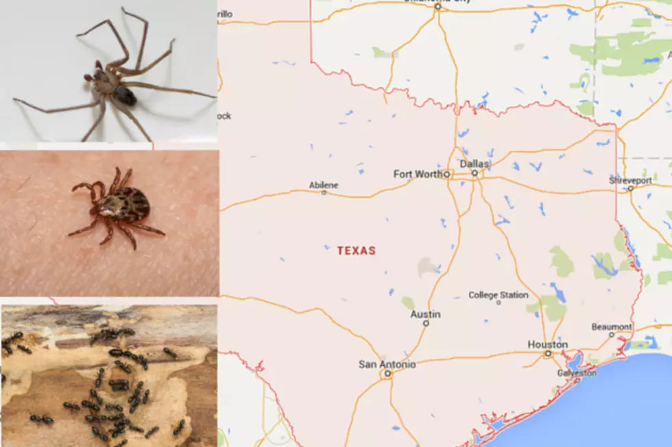 5 Texas Insects to Be Cautious Of During Warm Weather