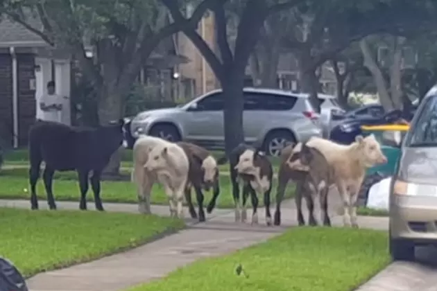 Herd of Cows Stroll Through Pearland Residential Neighborhood