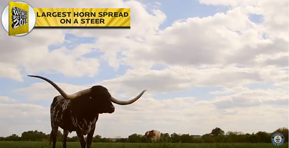 Fort Worth Stockyards Says Record-Setting Longhorn Belongs in Texas