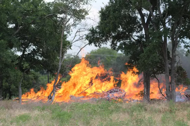 Raccoon Responsible for Controlled Burns in Belton Getting Out of Hand