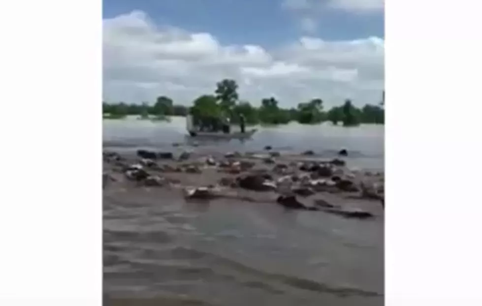 Cows Caught In Texas Flood Waters