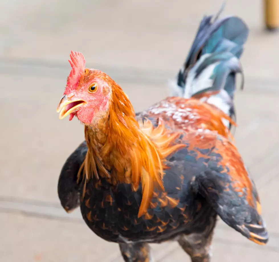 Hundreds Of Fighting Game Cocks Seized In Lampasas