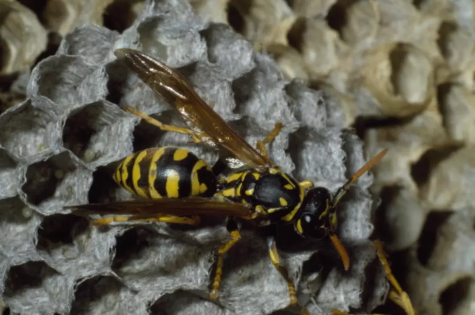 Texas Child Killed By SUV After Running From Wasps