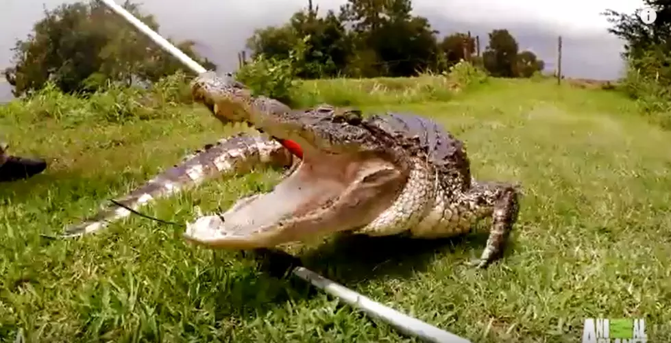 Bad-Ass Texas Mayor Gets Revenge On 12-Foot Alligator