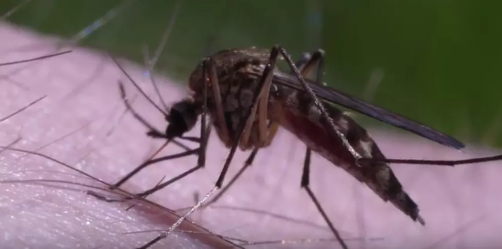 Houston Infant Suffers First Zika-Related Death In Texas