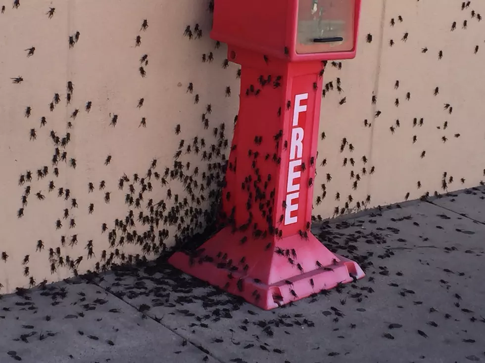 Thousands of Crickets Cover Temple Gas Station During Cricket Mating Season