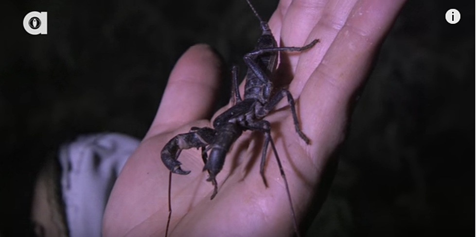 Terrifying Texas Insect Here To Take Out Other Pests