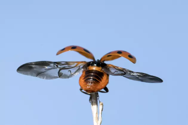 Don&#8217;t Mistake These Beetles For Lady Bugs Right Now in East Texas