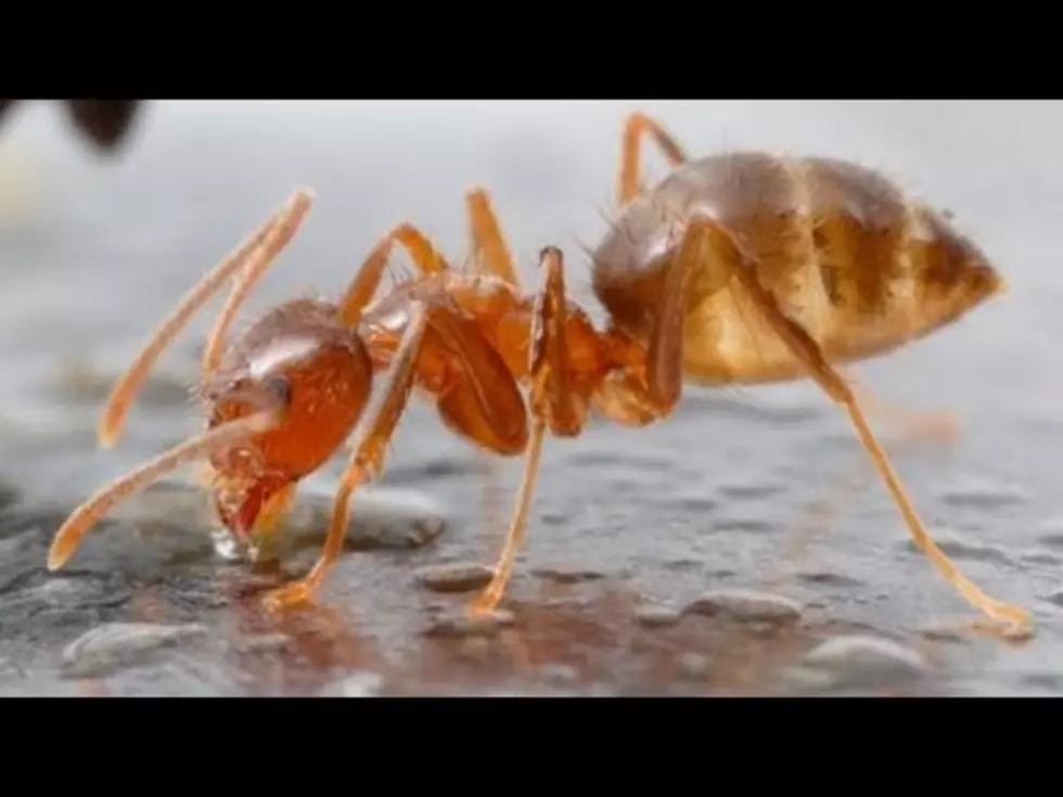 New Species Called &#8216;Crazy&#8217; Ants May Migrate and Threaten Homes Across Texas