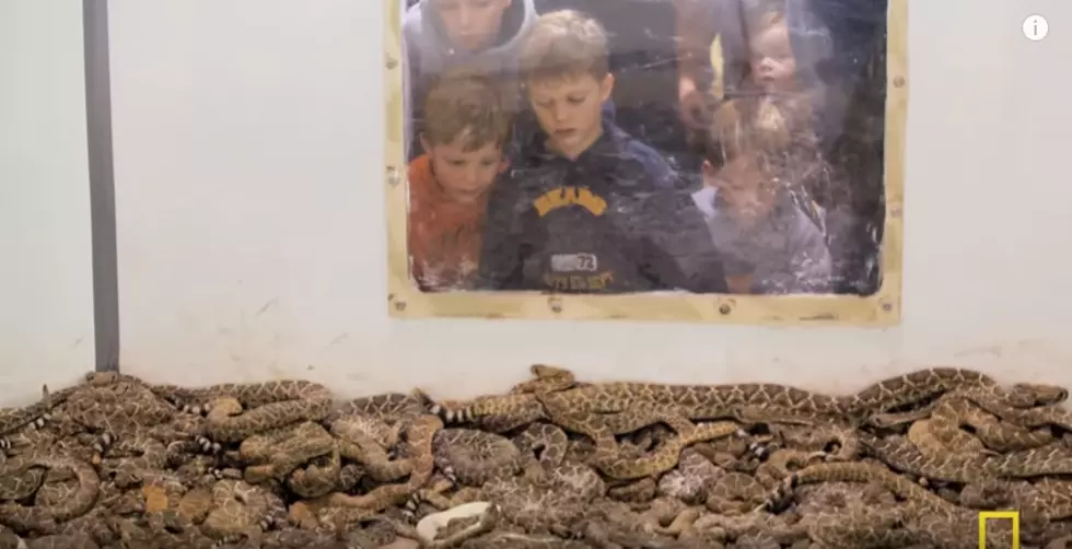 World’s Largest Rattlesnake Roundup Returns to Sweetwater, Texas.