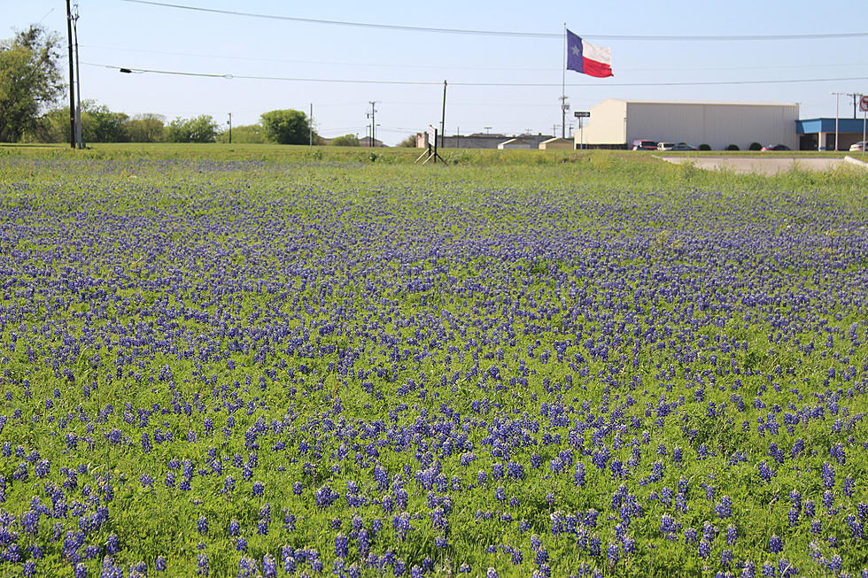 Bluebonnets Will Bloom Despite the Winter Storm