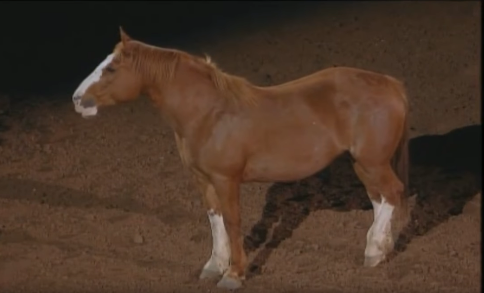 RodeoHouston’s Tribute to Bucking Horses