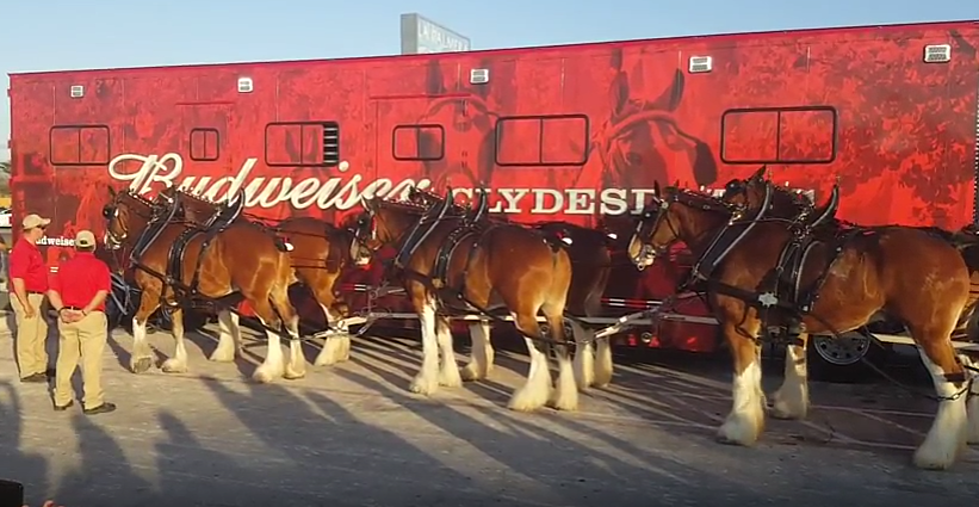 Budweiser Clydesdales Make Front Door Delivery To Texan Who Just Gave Up Beer For Lent