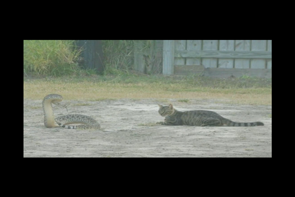 Giant Rattlesnake vs Texas Cat in Staring Contest [Video]