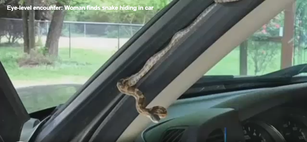 Texas Woman Comes Face to Face with Snake Hiding in Truck Door Liner