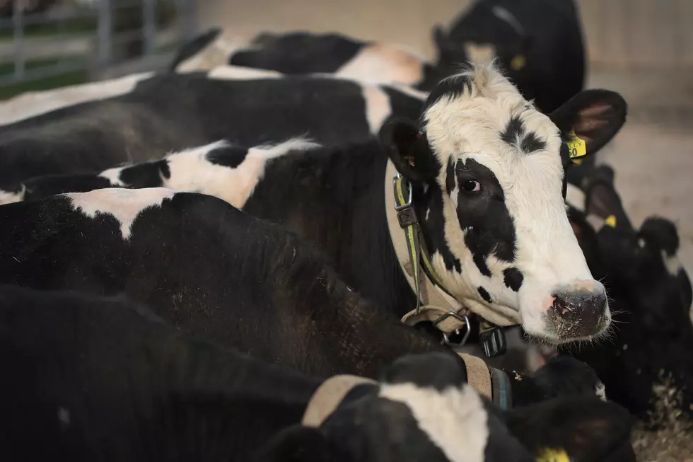 Texas Man Photographed Comforting Cow Who Lost Her Calf [Photo]