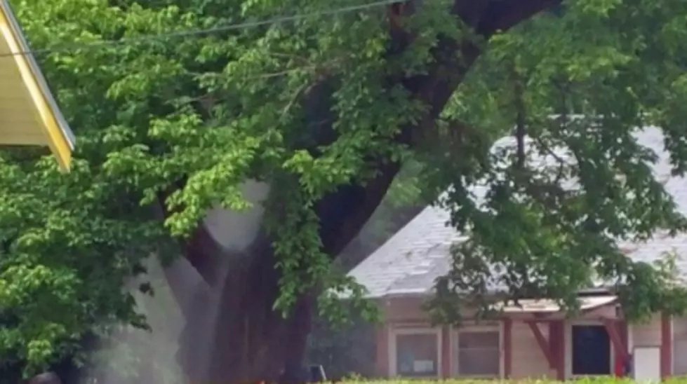 Waco Man Sets Tree on Fire to Remove Snake