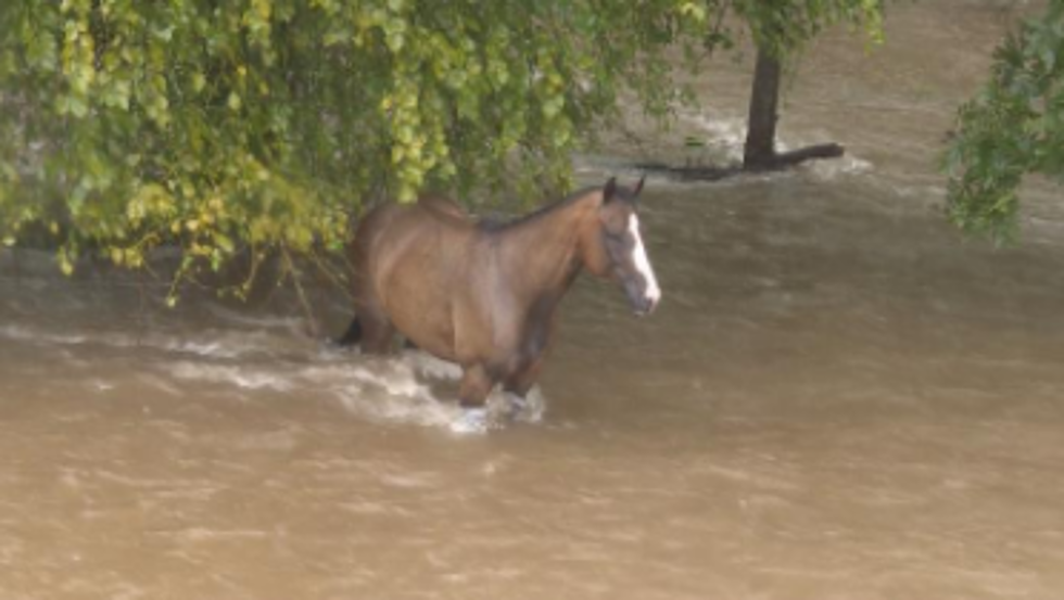 Watch Firefighters Save a Horse from Flood Waters in College Station [Video]