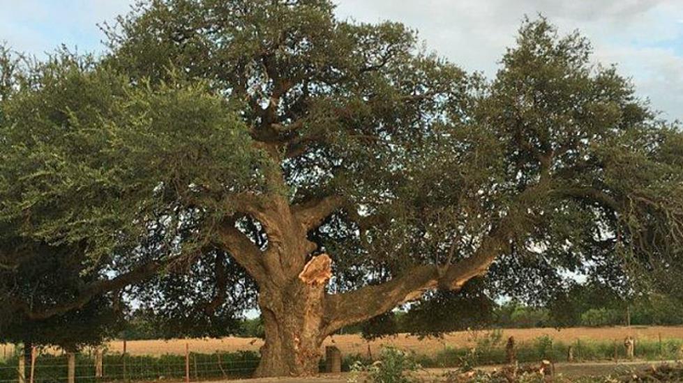 Famous Texas Tree The Wedding Oak Loses a Limb