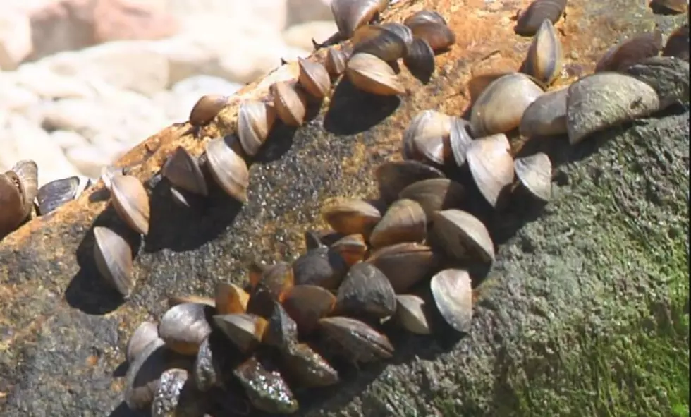 State Scientists Report Zebra Mussels in Lake Austin