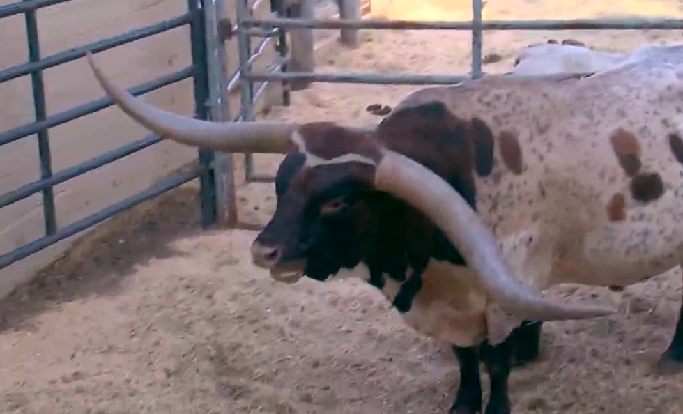 World Record Longhorn Sells at Forth Worth Auction