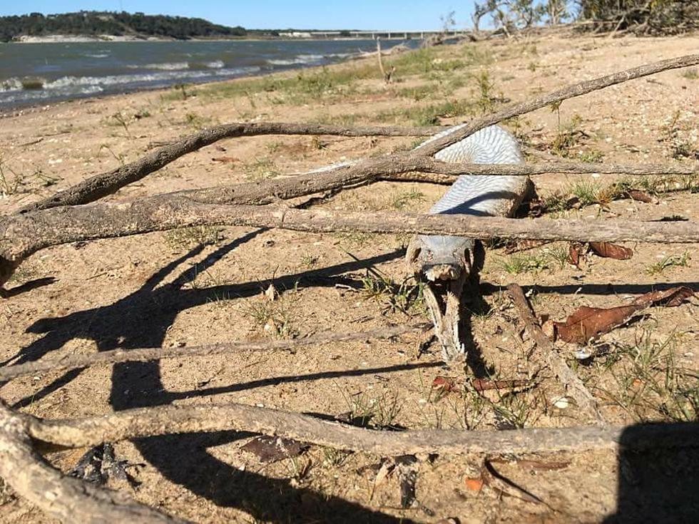 Woman Finds Prehistoric Monster Washed Ashore at Belton Lake